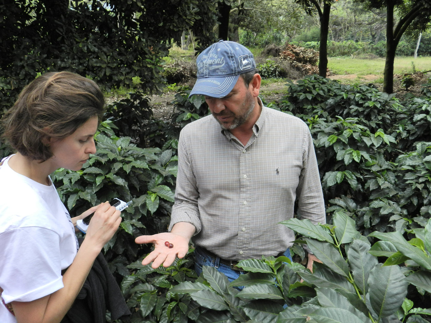 1850: Guatemala - Uncharted Coffee Supply