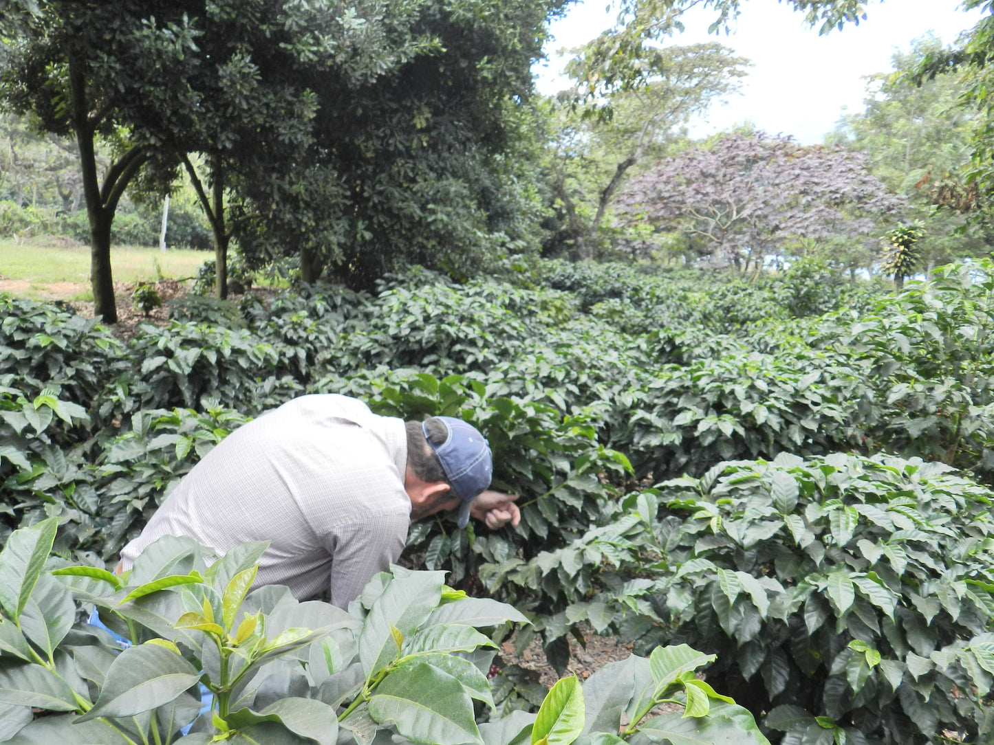 1850: Guatemala - Uncharted Coffee Supply