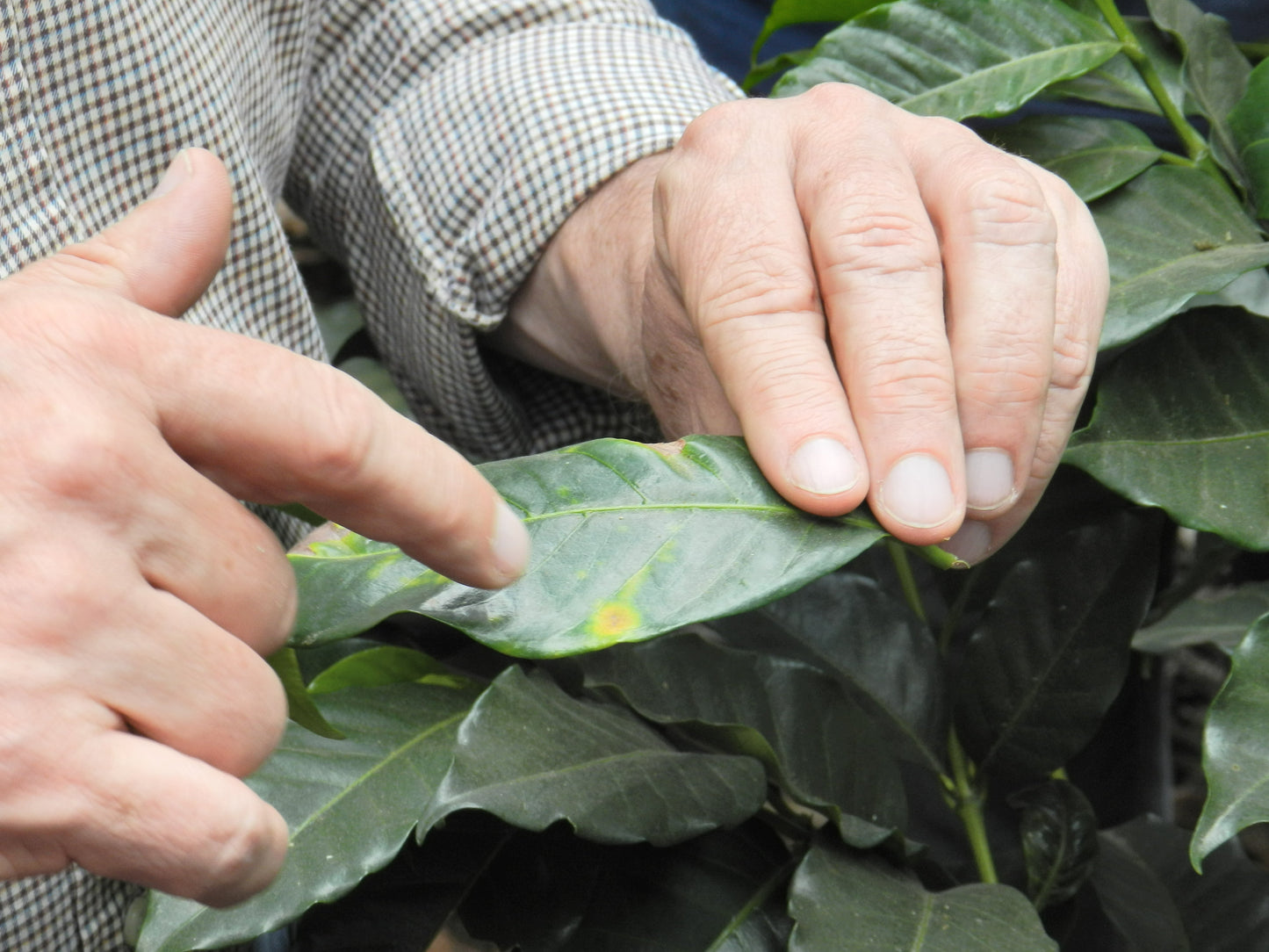 1850: Guatemala - Uncharted Coffee Supply