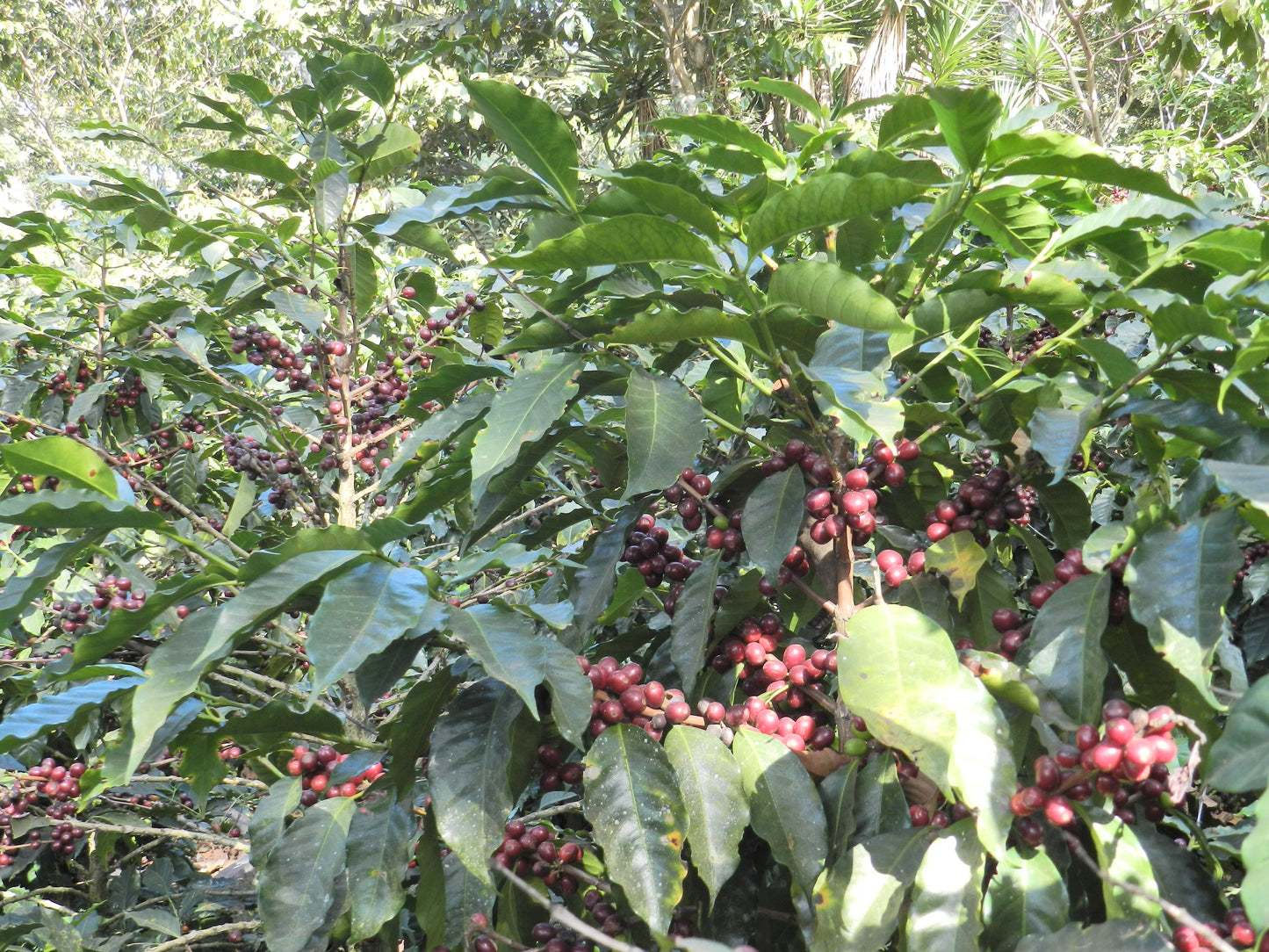 1850: Guatemala - Uncharted Coffee Supply