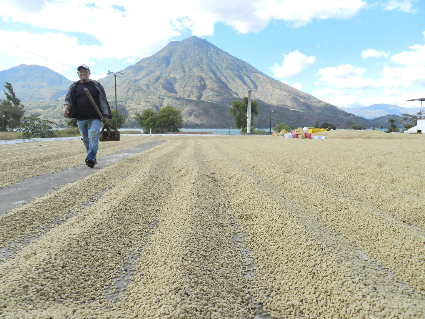 1850: Guatemala - Uncharted Coffee Supply