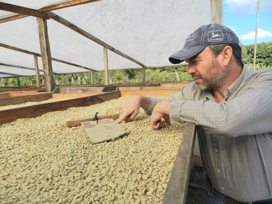 1850: Guatemala - Uncharted Coffee Supply