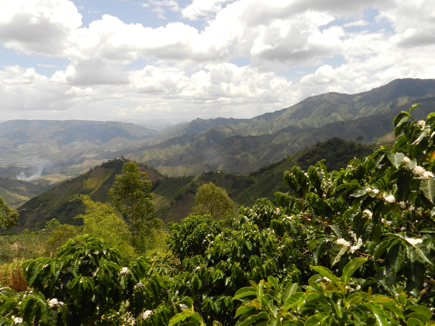 1790: Colombia - Uncharted Coffee Supply