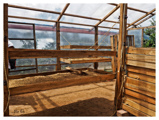 1904: Rwanda - Uncharted Coffee Supply