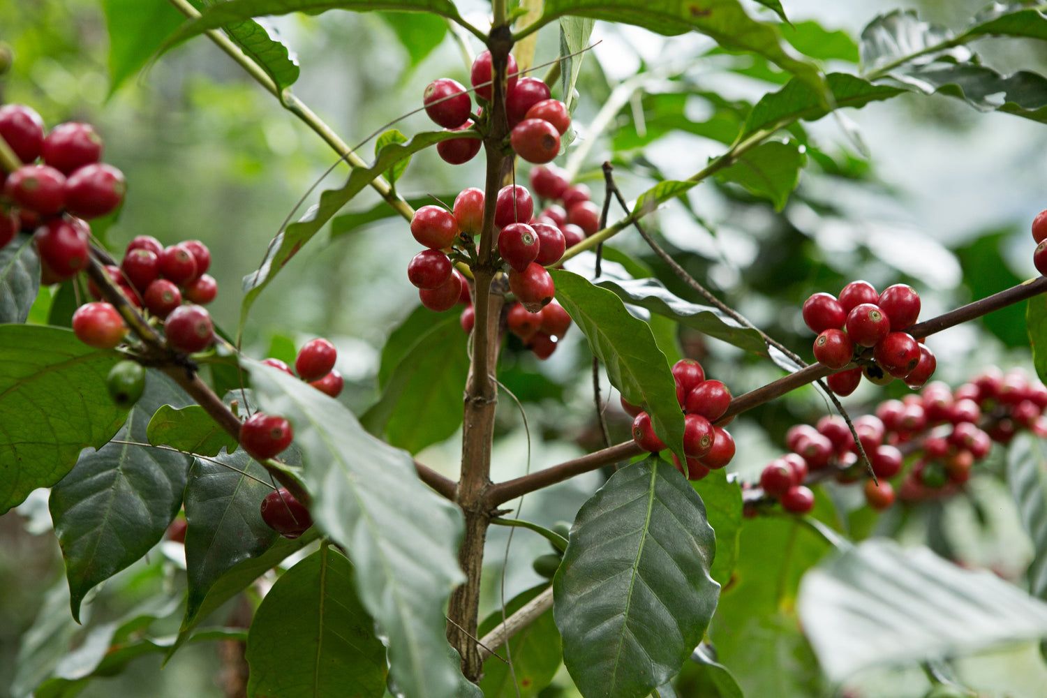 1790: Colombia - Uncharted Coffee Supply
