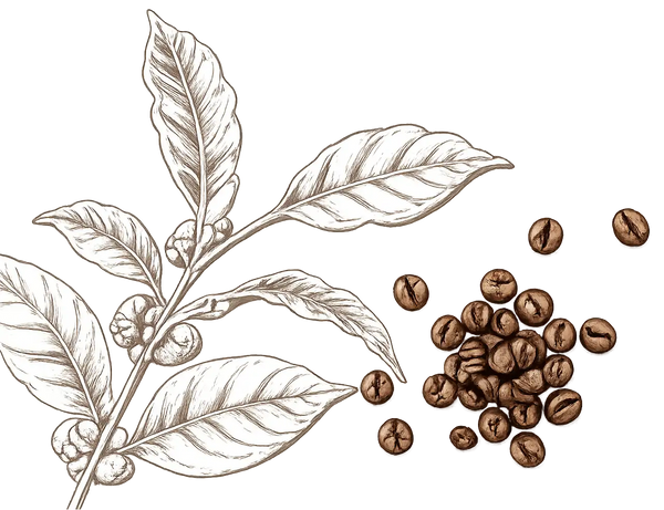 Illustration of a coffee plant branch with coffee beans on a white background