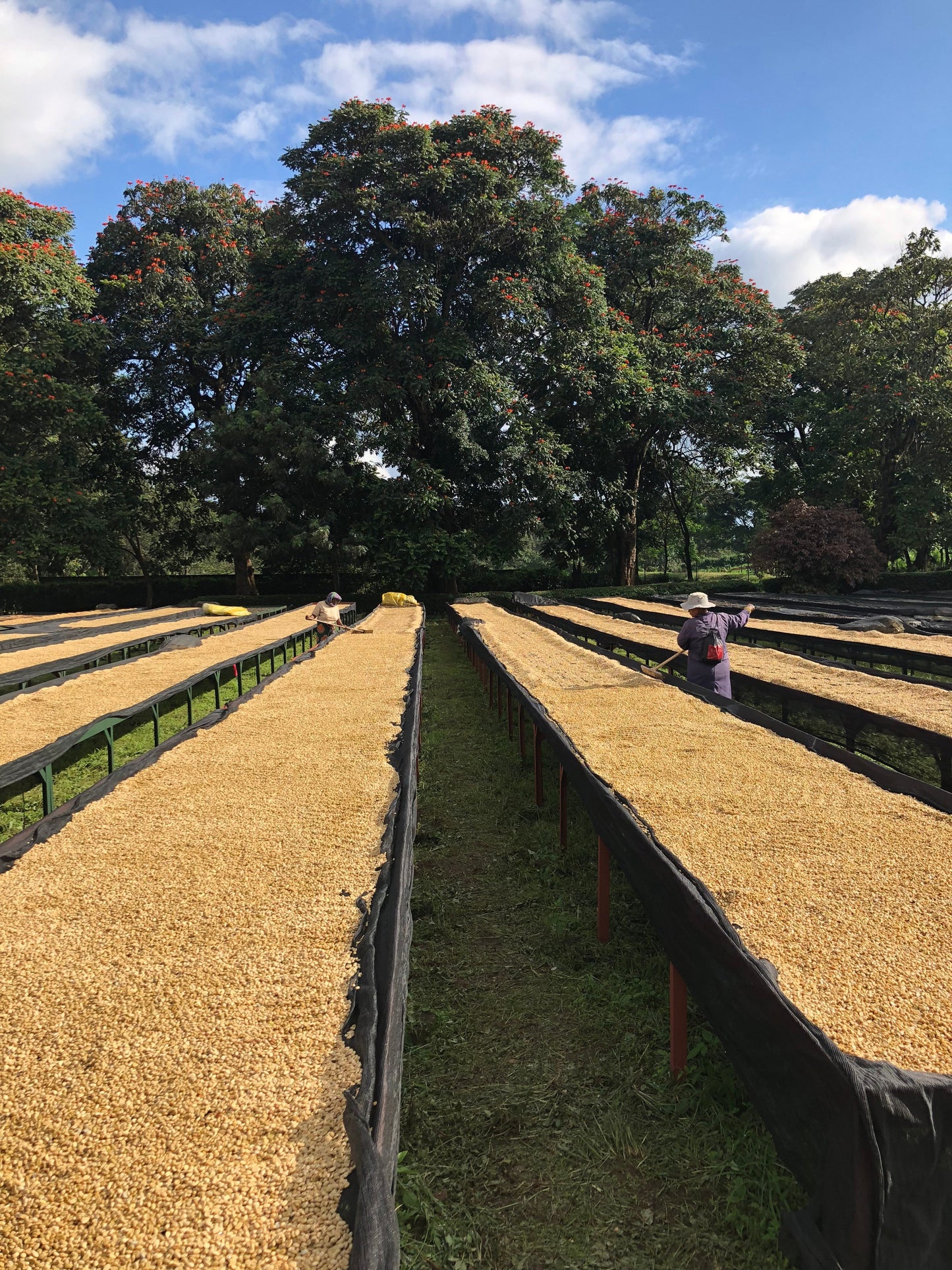 850: Ethiopia - Uncharted Coffee Supply