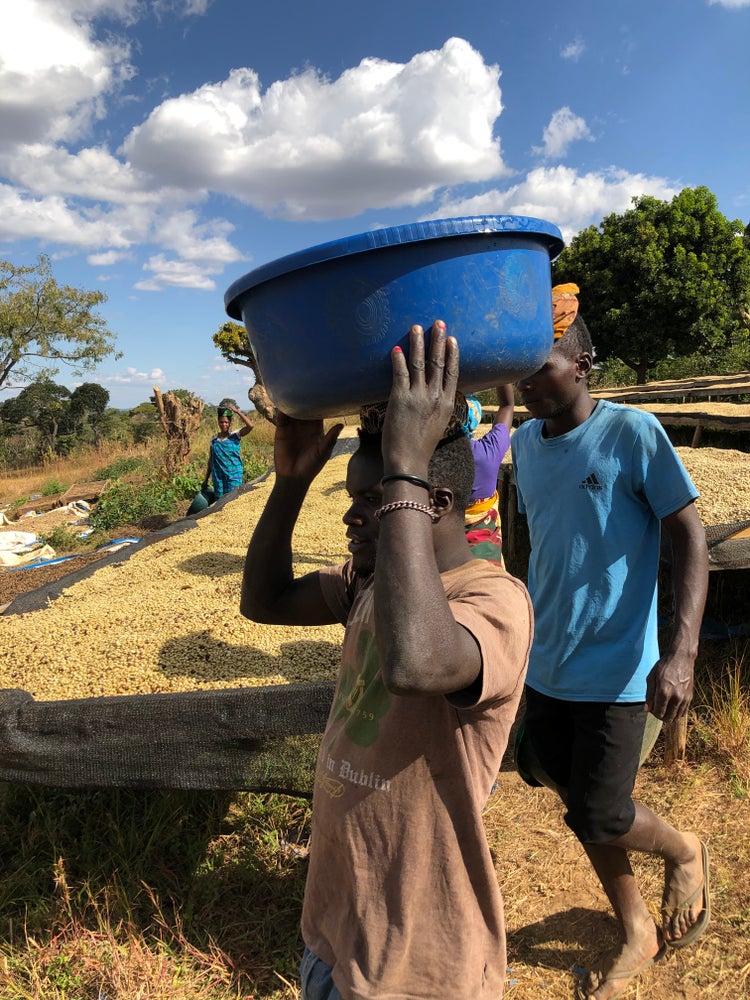 1904: Rwanda - Uncharted Coffee Supply