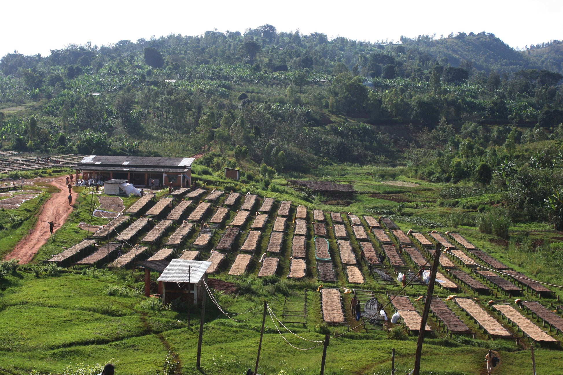 1904: Rwanda - Uncharted Coffee Supply