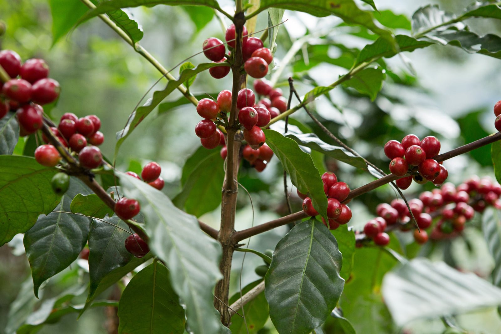 1790: Colombia - Uncharted Coffee Supply